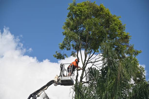  , USA Tree Removal Services Pros